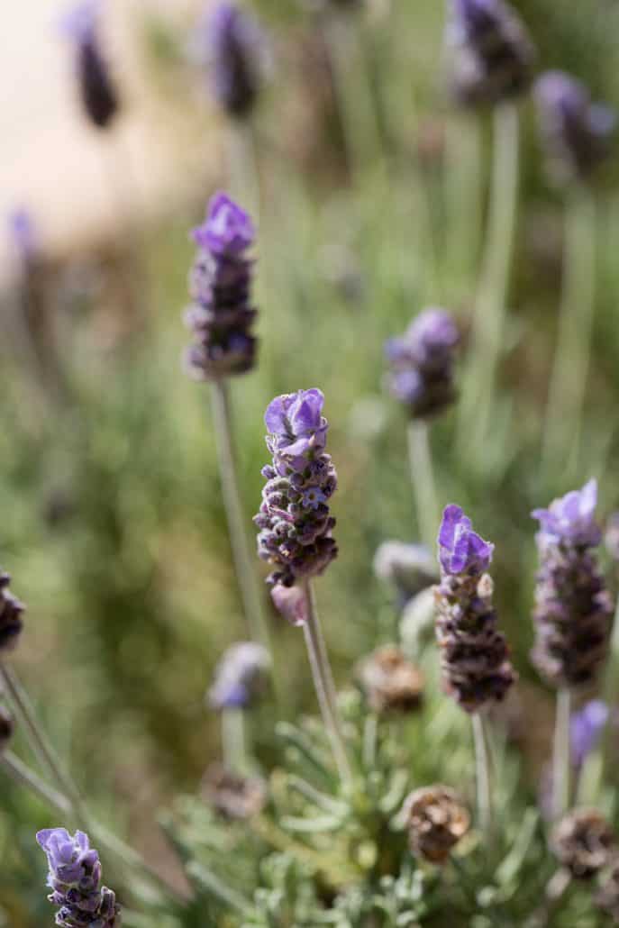 Lavender in the garden. Once it's dried, I use it in my Herbs de Provence Spice Mix. This spice mixture is made of dried herbs, which are typical of the Provence region of southeast France. This mixture is made to fit the autoimmune protocol diet tastes great with chicken or fish and smells amazing. This recipe is allergy friendly (gluten, dairy, shellfish, nut, egg, and soy free) and suits the autoimmune protocol (AIP), paleo and vegan diets.