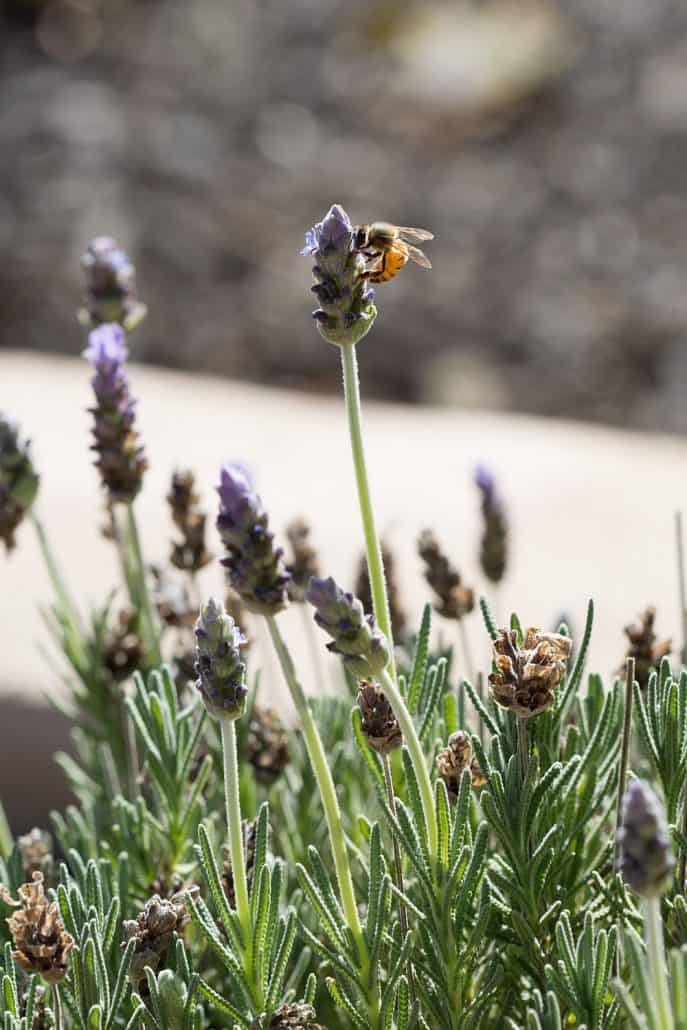 Lavender in the garden. Bees love lavender as much as we do! Once it's dried, I use it in my Herbs de Provence Spice Mix. This spice mixture is made of dried herbs, which are typical of the Provence region of southeast France. This mixture is made to fit the autoimmune protocol diet tastes great with chicken or fish and smells amazing. This recipe is allergy friendly (gluten, dairy, shellfish, nut, egg, and soy free) and suits the autoimmune protocol (AIP), paleo and vegan diets.