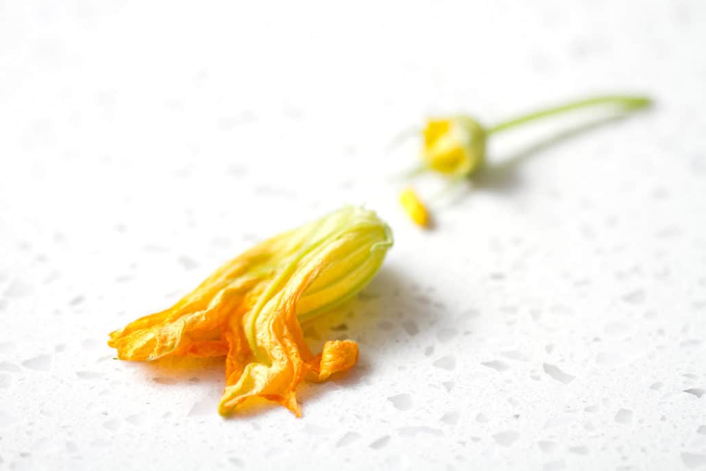 squash blossom flower, stamen or pistil and stem separated on counter