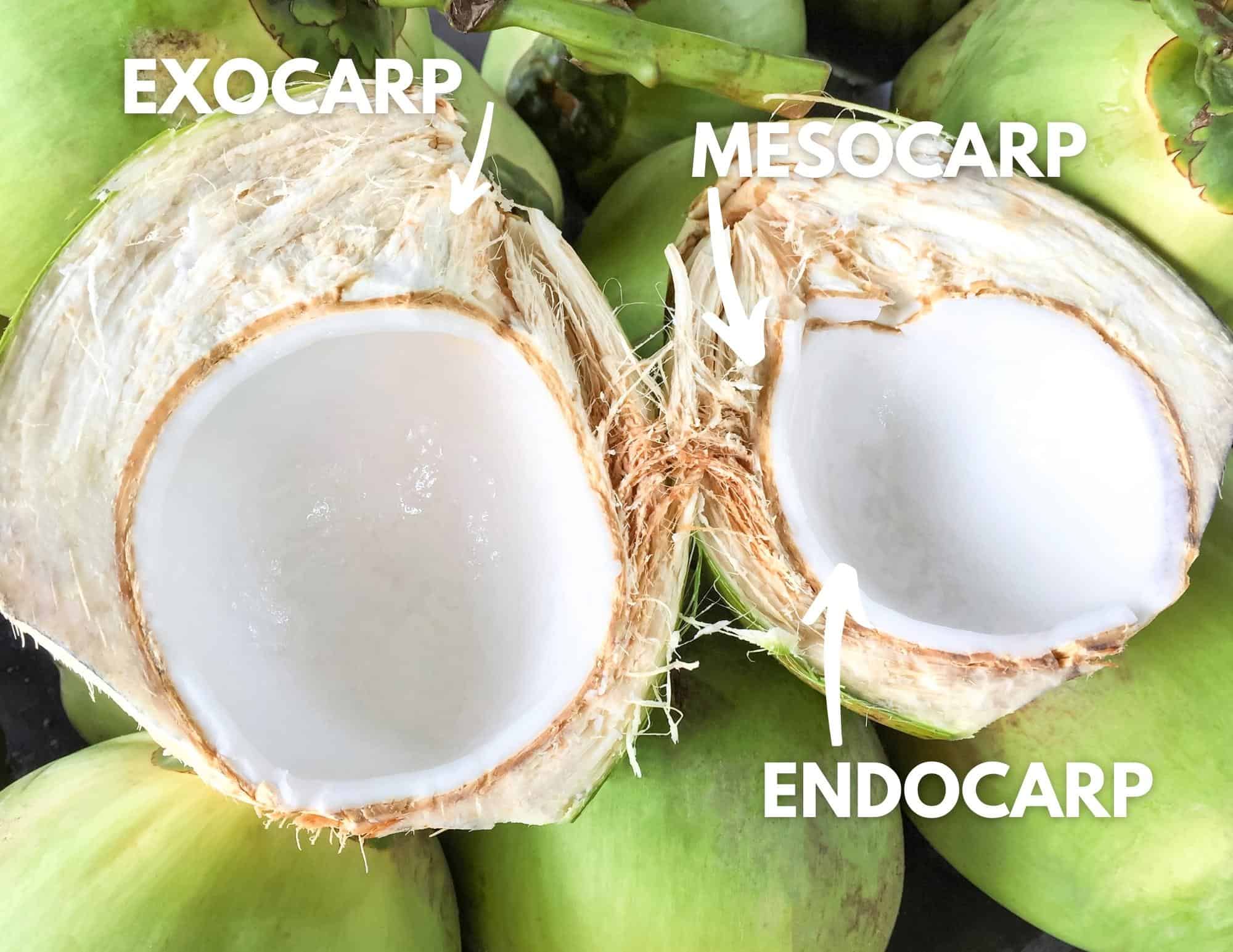 diagram of layers of a coconut