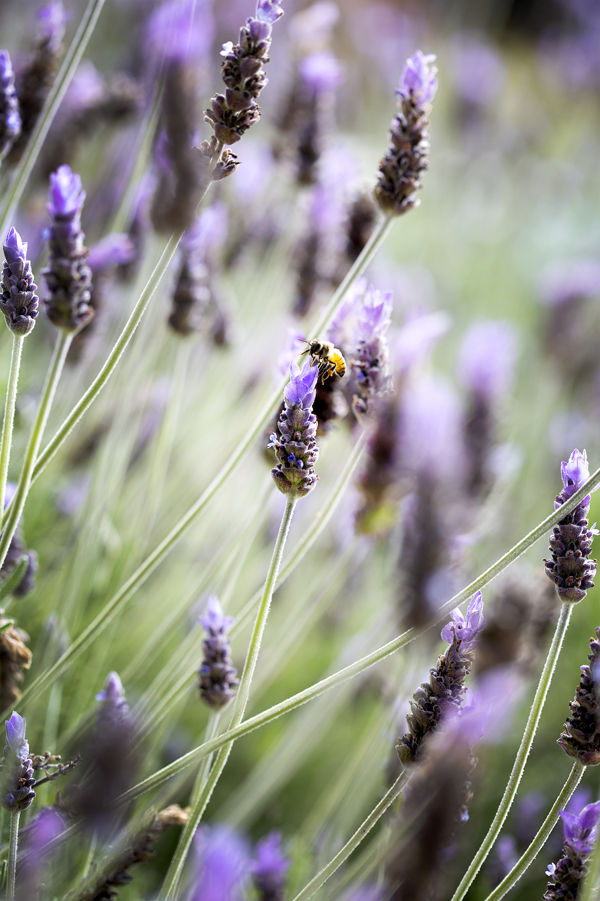 bee landing on lavender