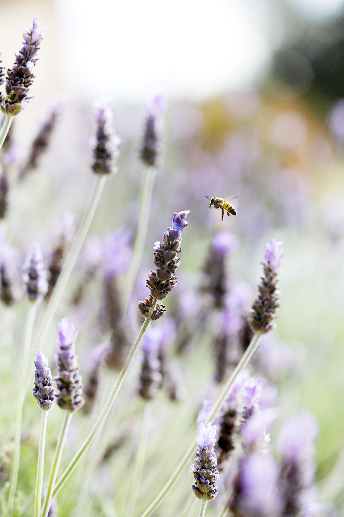 bee landing on lanvender