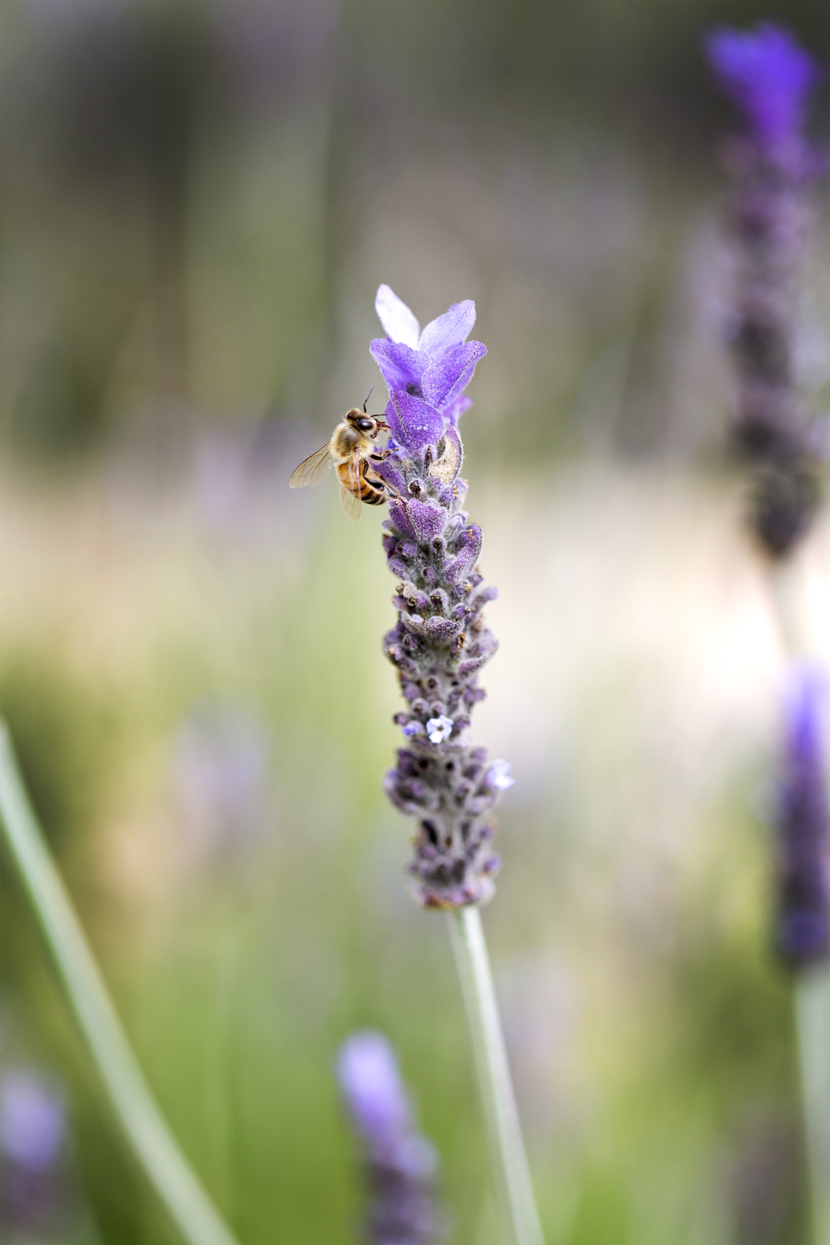 close up of bee resting on lavender flower